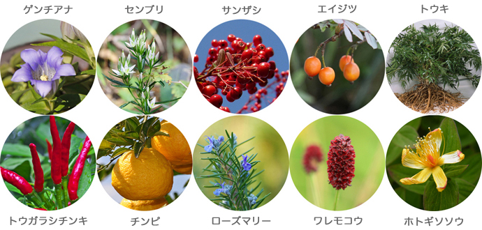 10種類の植物成分